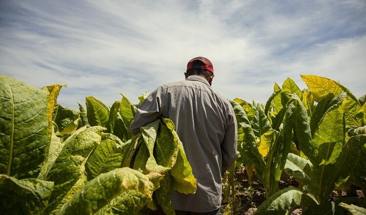 canada_delivering_smokefree_future