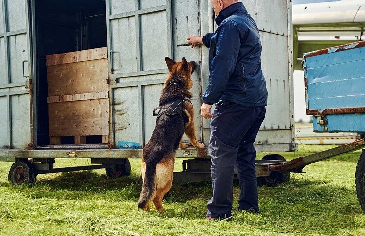 dog-searching-cargo-illicit-trade-web