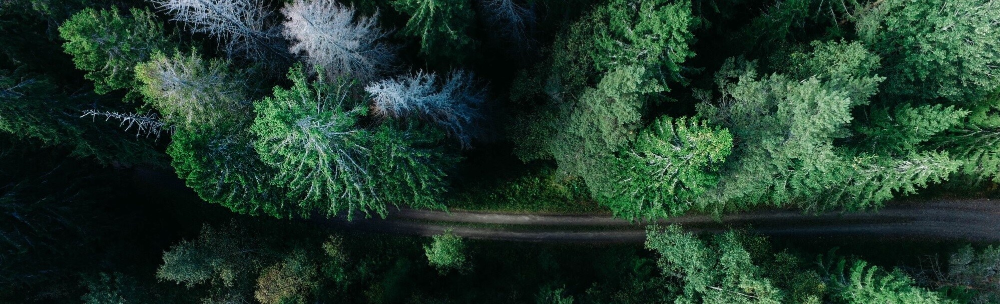 low-carbon-transition-plan-banner section highlight